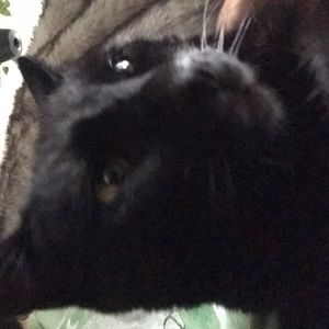 Meet your Posher, Charles